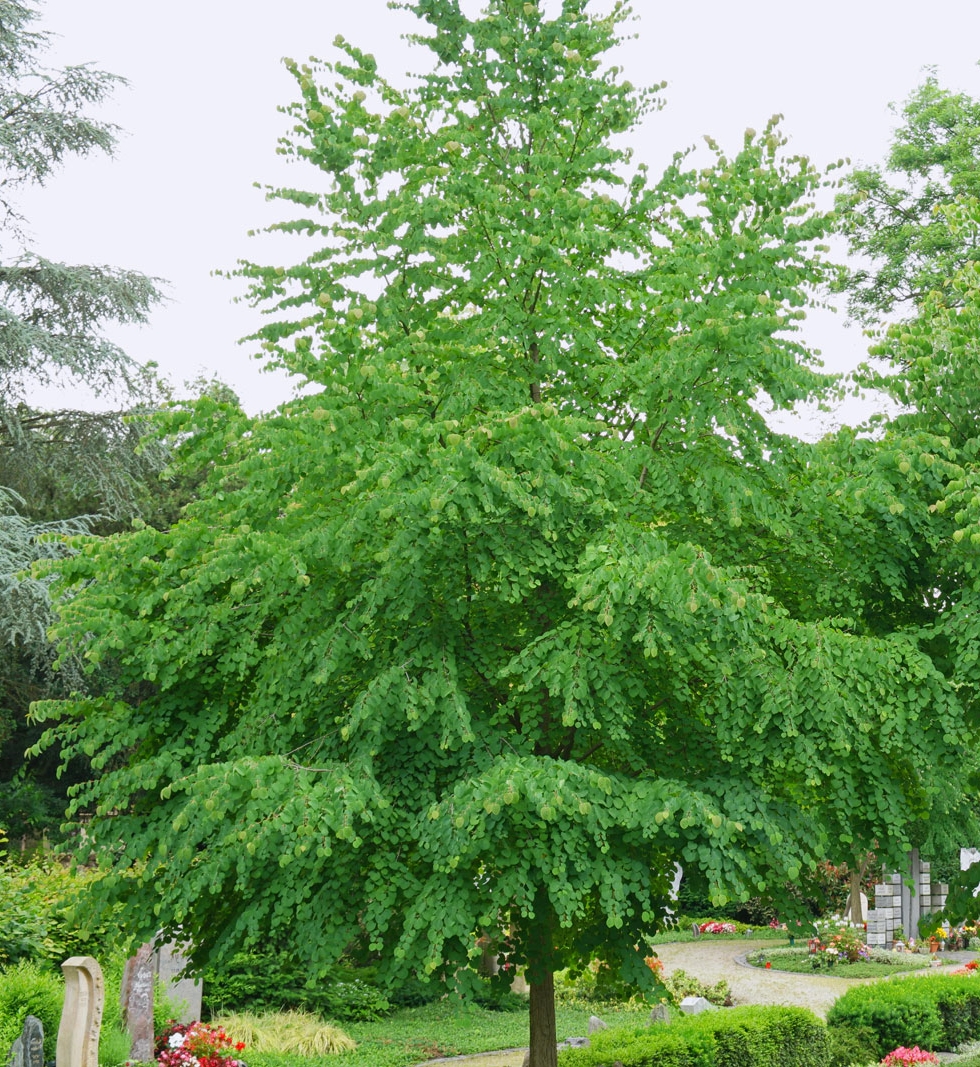 grujecznik japonski - duze drzewo o barwnych lisciach jesienia